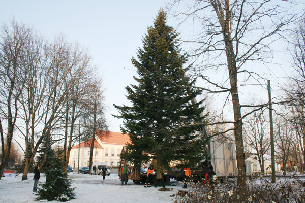 Antsla jõulunulg on umbes 20 meetrit kõrge, ja kasvanud 25-30 aastat. Väga noor puu, sest nulu eluiga ulatub 400 aastani. Foto: VÕRUMAA TEATAJA