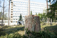 Ligi meetrikõrgune känd haiglahoone taga metsas, kust on võetud maha suur osa puid. Foto: Võrumaa Teataja
