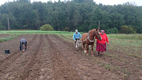 Hobune Lauk koos Hele, Ülo ja naabrimehega reedel kartuleid võtmas.	  Foto: ALEKSANDER PLADO