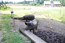 Vabapidamisel sigade kasvatamine on selleks korraks Eestis möödanik. Seakatk võib teha seapidamisele üldse lõpu. 	 Foto: Võrumaa Teataja