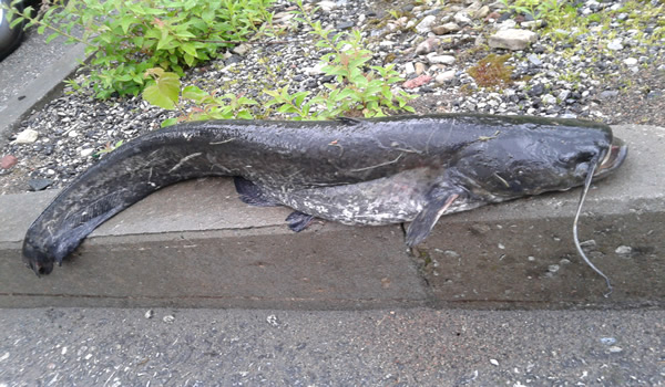 19. juuni varahommikul püütud angersäga.