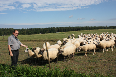 Aasta tagasi hakkas Aivar Rosenberg ka lambaid pidama. Neid on tal ligi 300. Foto: JOOSEP AADER