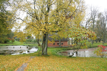 Vana-Antsla kalakasvatuses on kasvatusperioodil tiigid karpkalu täis. Foto: MAARJA KAIV