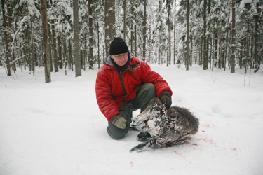 Soomlasest jahimees kütitud aasta vanuse metsseaga. Foto: INNO TÄHISMAA