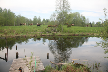 Maaliline pilt, mis avaneb taluhoovist eemal asuvale karjamaale. Foto: INNO TÄHISMAA