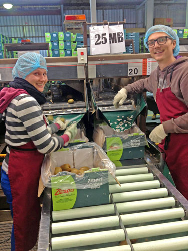 Maarja-Liis ja Sandre pakimajas tööl.	    Foto: ERAKOGU
