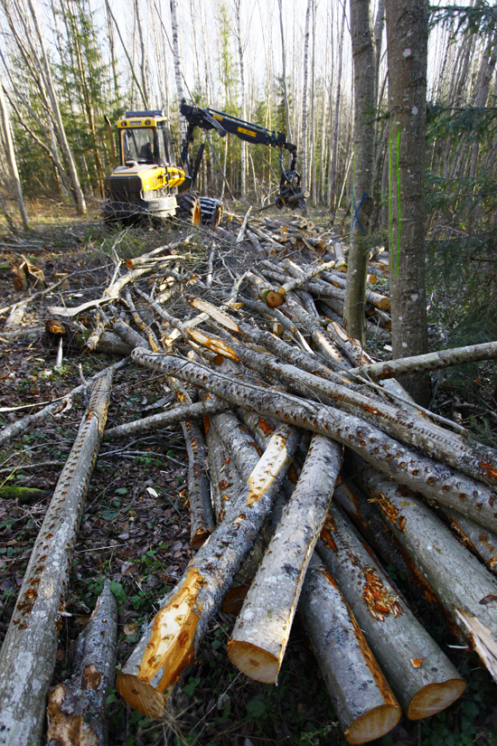 Metsa mahavõtmine Eesti–Vene–Läti piiride ristumiskohas Misso vallas Parmu külas.    Foto: ANDREI JAVNAŠAN