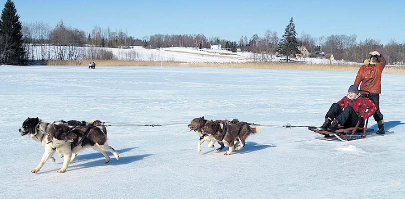 Võrukaelale joonistanud Uku-Siim neljaliikmelisel koerarakendil sõitu tegemas. Taga seistes julgustab ja juhib Ulgumaa perenaine Pille Saarnits. Fotod: KADI ANNOM