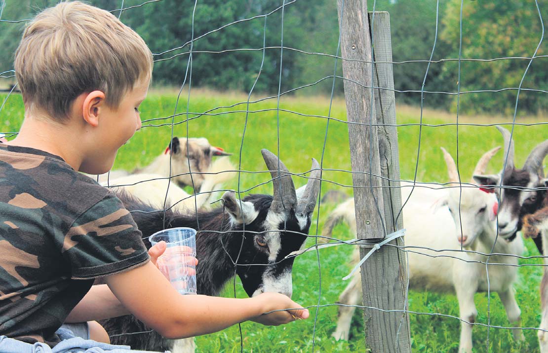 Peopesale kõdi ehk Kolotsi talus sai ise kitsekesi toitma. Fotod: AIGAR NAGEL
