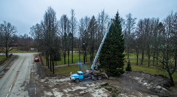 Antsla kuusk sai paika koos päikeseloojanguga. Foto: FOTOSFERA / ANDREI JAVNAŠAN
