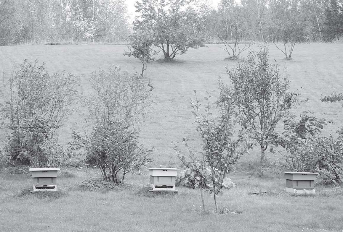 FOTO: VT
