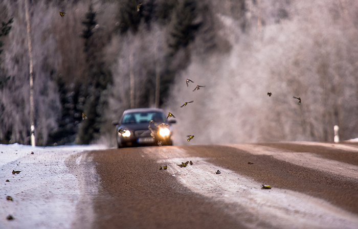 Dramaatiline foto, kus linnud ei taha lahkuda oma hukkunud kaaslaste juurest ja küllap ootasid, et maasolijadki ühinevad parvega. Foto: ANDREI JAVNAŠAN