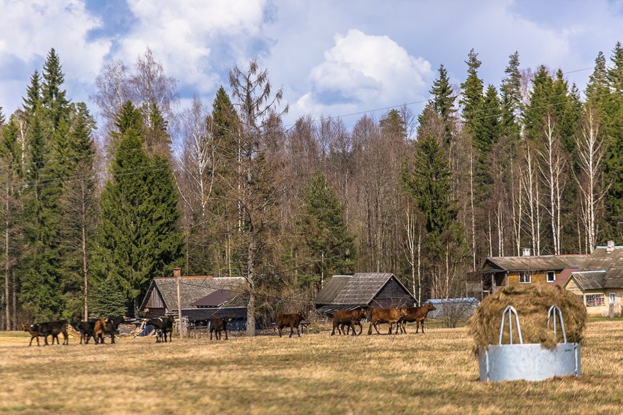 Karjalaskepäev on loomadele rõõmus päev. Lüpsikarja järglased saab välja lasta siis, kui miinuskraade enam ei ole.  Koplid, kuhu loomad lasti, said eelmisel aastal väga korralikult ja kenasti tehtud.  Foto: FOTOSFERA / ANDREI JAVNAŠAN