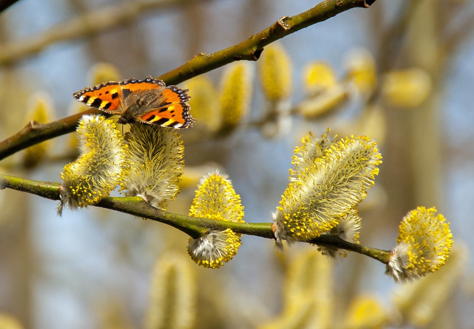 Allergoloog: välja ravimata hooajaline allergia võib areneda astmaks