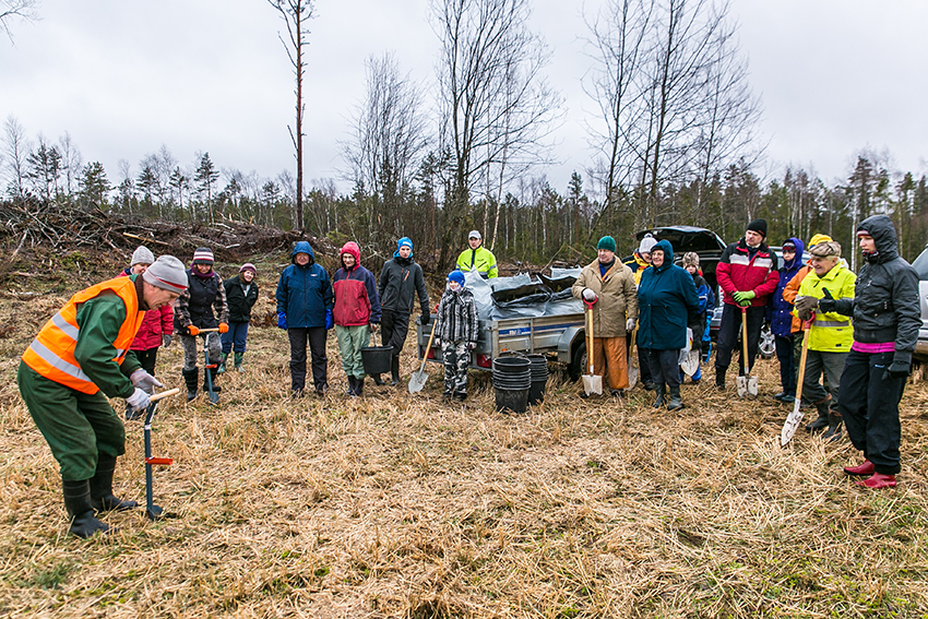 Erki Sok (vasakul) näitab, kuidas kasutada spetsiaalset istutuslabidat, kuid hakkama saab ka tavalise labidaga. Foto: ANDREI JAVNAŠAN