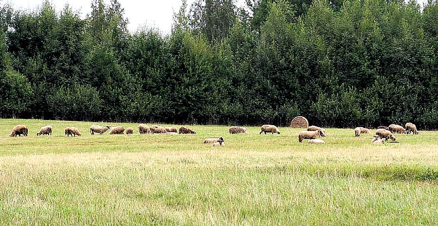 Lambakari on hirmunud ja hoiab heinamaal tihedalt kokku.
