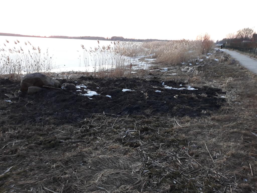 Arvatasti oli tegu süütamisega. Pärast põlengut oli rannas tunda ainult kõrbenud heina lõhna. Fotod: Heleri Lakur Arvatasti oli tegu süütamisega. Pärast põlengut oli rannas tunda ainult kõrbenud heina lõhna. Fotod: Heleri Lakur
