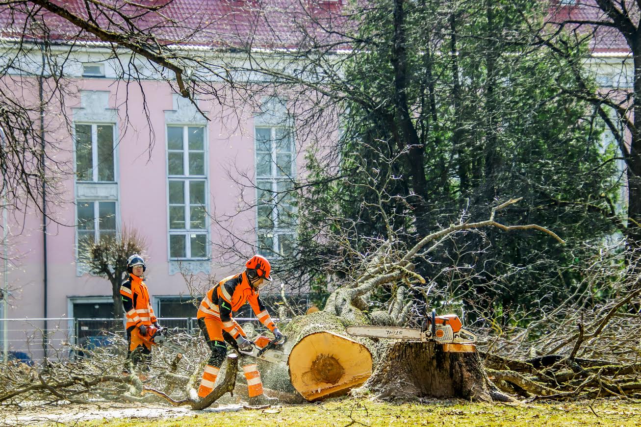 Esmaspäeva hommikul oli Seminari pargi ümbrus raudaiaga piiratud ja keskpäevaks olid maha võetud enamik vanadest puudest.FOTOD: Aigar Nagel Esmaspäeva hommikul oli Seminari pargi ümbrus raudaiaga piiratud ja keskpäevaks olid maha võetud enamik vanadest puudest.FOTOD: Aigar Nagel