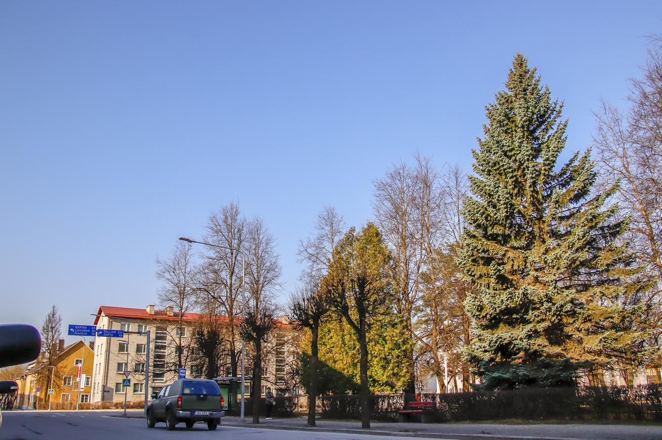 Ebakorrapärase kasvuga hõbekuusk asendatakse hariliku püsiva kuusega. Fotod: AIGAR NAGEL Ebakorrapärase kasvuga hõbekuusk asendatakse hariliku püsiva kuusega. Fotod: AIGAR NAGEL