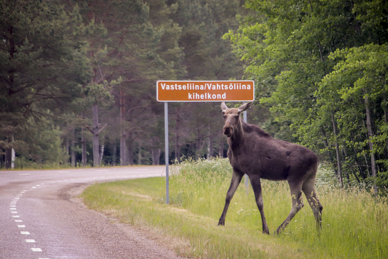 FOTOD: Aigar Nagel