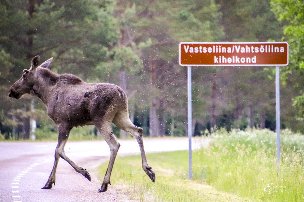 FOTOD: Aigar Nagel