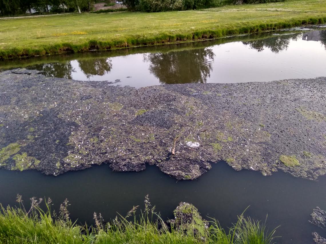 Võrumaa Teataja lugeja saatis paar päeva tagasi meile pildi Koreli oja jalakäijate silla juures avanenud vaatepildist. Lugeja sõnul tundis ta muret, miks selline sete Koreli ojas ulbib. Foto: ERAKOGU Võrumaa Teataja lugeja saatis paar päeva tagasi meile pildi Koreli oja jalakäijate silla juures avanenud vaatepildist. Lugeja sõnul tundis ta muret, miks selline sete Koreli ojas ulbib. Foto: ERAKOGU