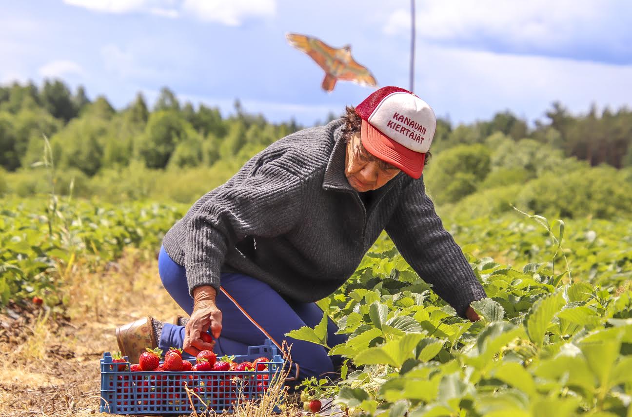 Maasikahooaeg on käes. Peebu talu abiline Milla korjas koos teiste abilistega eilse seisuga juurde 250 kilo maasikaid. Foto: AIGAR NAGEL Maasikahooaeg on käes. Peebu talu abiline Milla korjas koos teiste abilistega eilse seisuga juurde 250 kilo maasikaid. Foto: AIGAR NAGEL