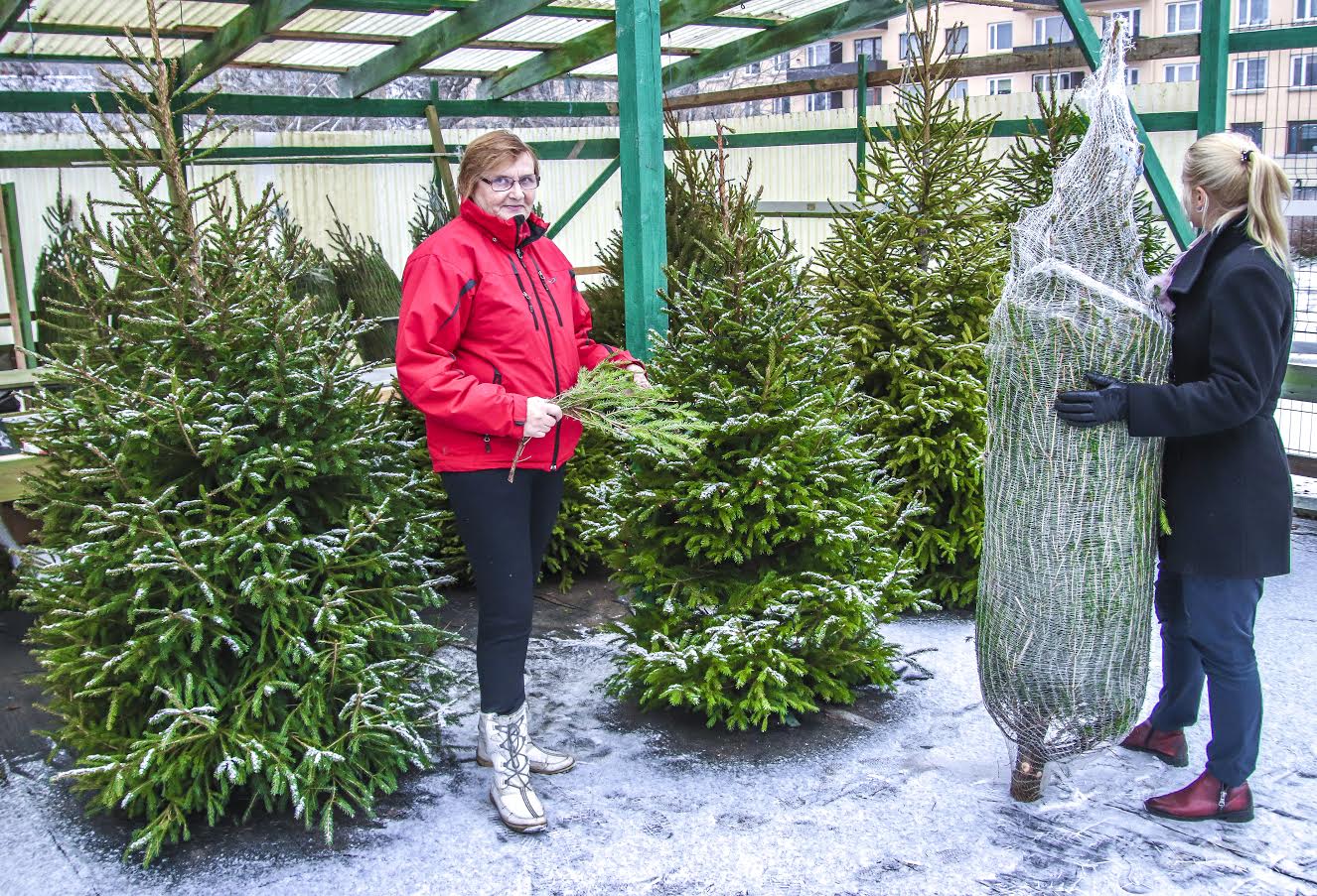Kreutzwaldi tänava ääres saab kuuski osta juba üleeilsest saadik. OÜ Taimela omaniku Kaja Lutsu sõnul on nende kuused pärit Valgamaalt ning praegu pakuvad nad müügiks kuue- kuni kaheksa-aastast harilikku kuuske. Foto: AIGAR NAGEL Kreutzwaldi tänava ääres saab kuuski osta juba üleeilsest saadik. OÜ Taimela omaniku Kaja Lutsu sõnul on nende kuused pärit Valgamaalt ning praegu pakuvad nad müügiks kuue- kuni kaheksa-aastast harilikku kuuske. Foto: AIGAR NAGEL