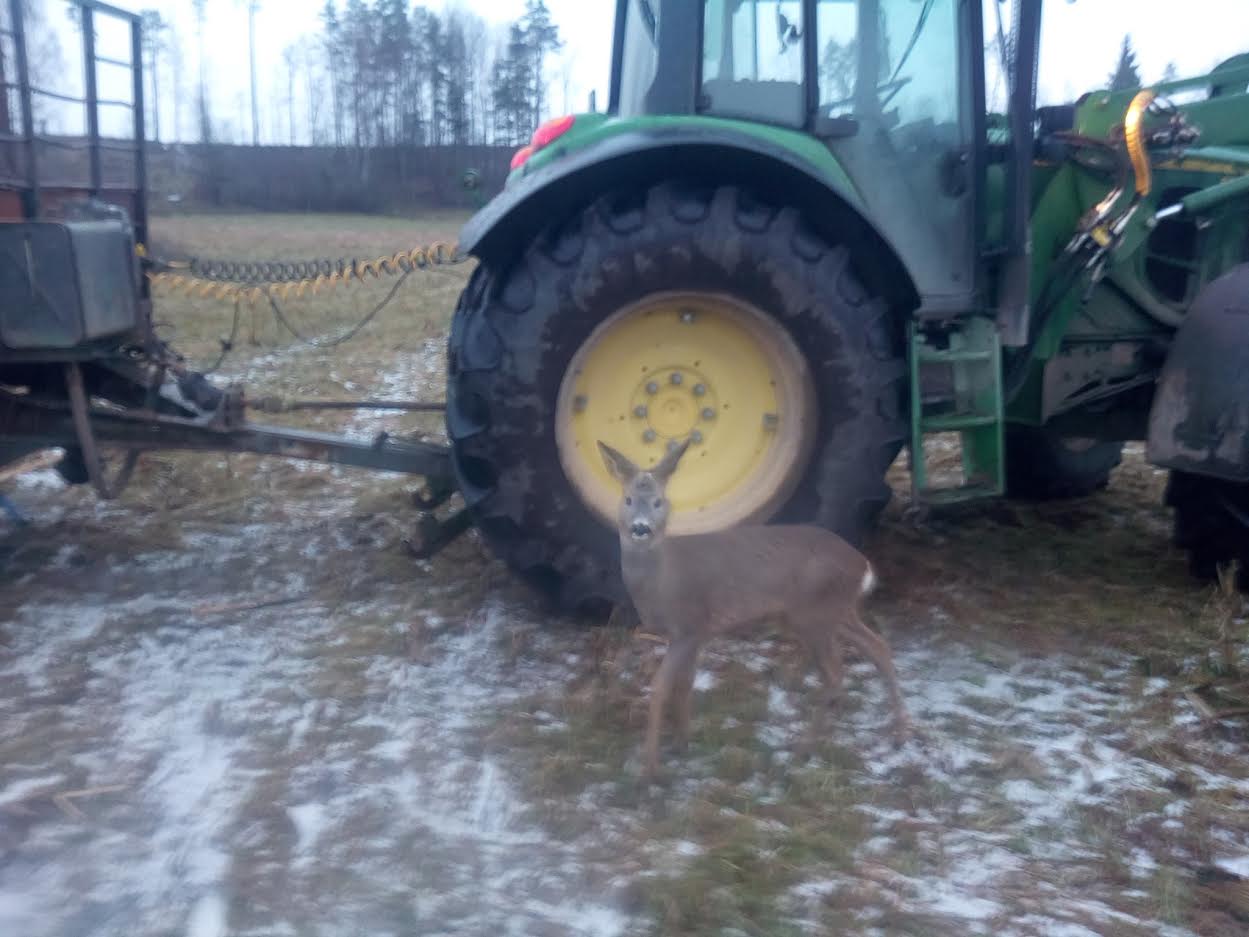 Üksik metskits otsis põllumeeste juurest varju. Foto: ERAKOGU