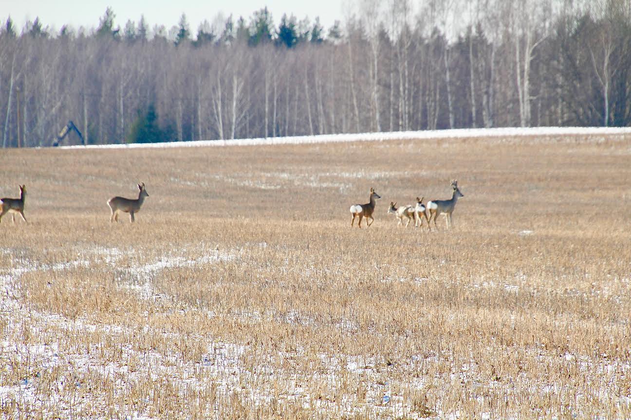 Kitsekari 13. märtsi keskpäeval Hilana küla lähistel. Foto: VÕRUMAA TEATAJA