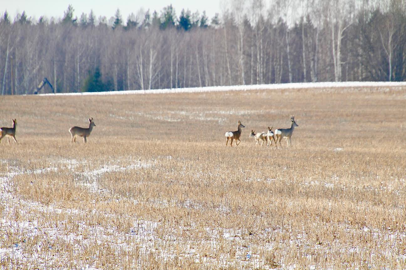 Kitsekari 13. märtsi keskpäeval Hilana küla lähistel. Foto: VÕRUMAA TEATAJA