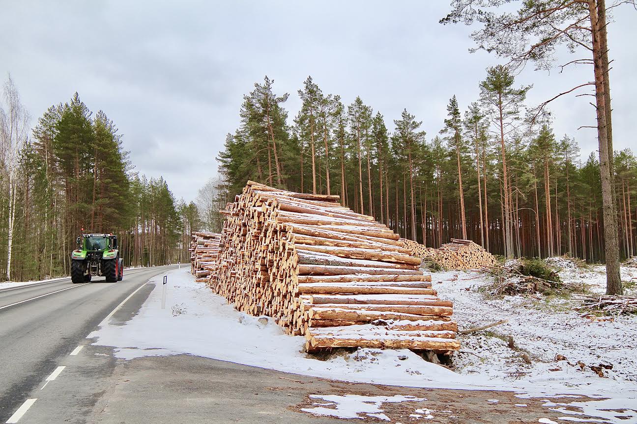 Palgivirnad Võrumaal Setomaa vallas Rõsnal. Foto: VÕRUMAA TEATAJA