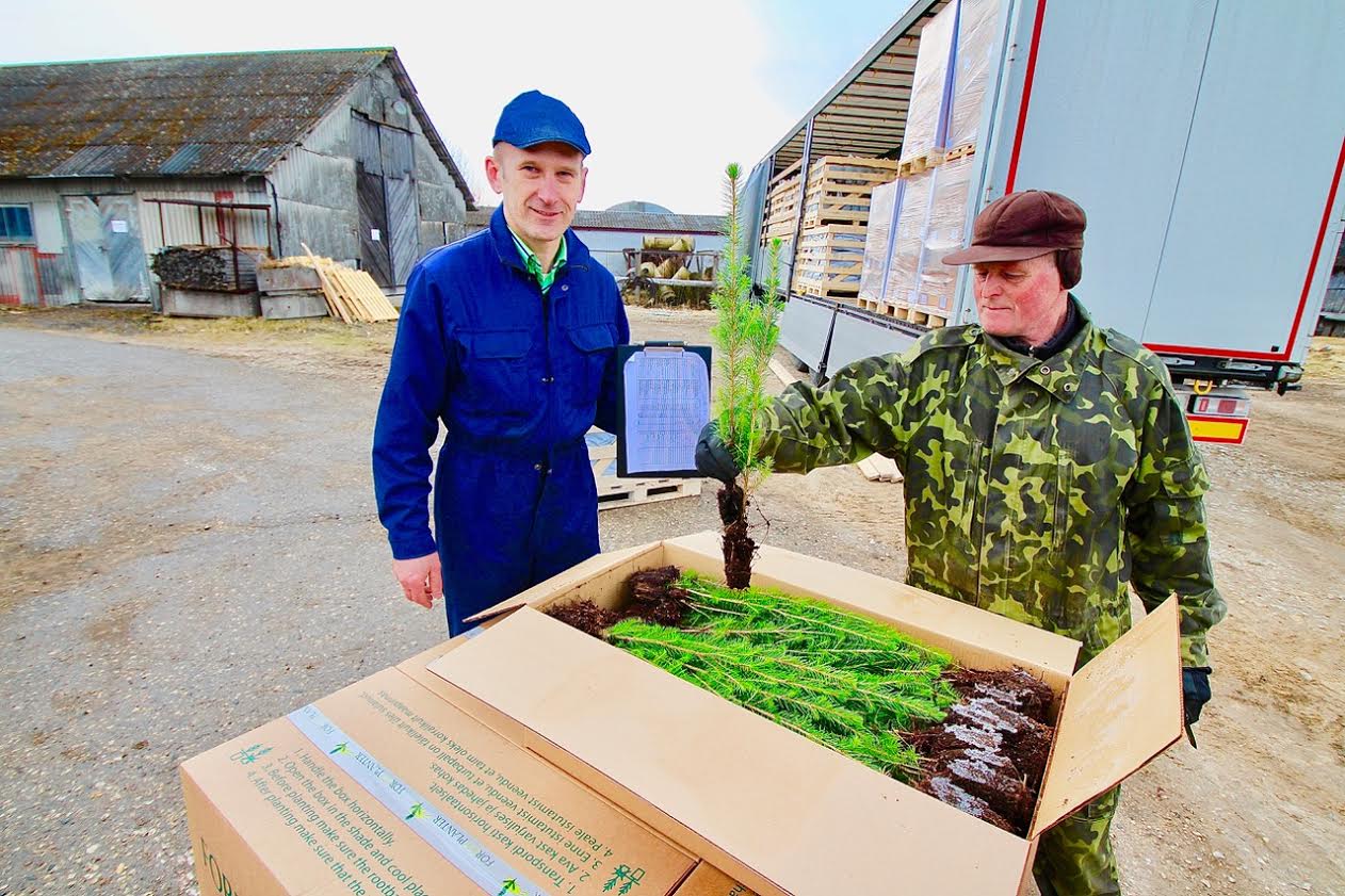 Metsameister Ilmar Ait (paremal)näitab, kuidas potitaimed on pakitud ja millised nad välja näevad. Igas pappkarbis on 200 metsataime. Taimede laadimist aitas korraldada metsaühistu aseesimees Erki Sok. Foto: KALEV ANNOM