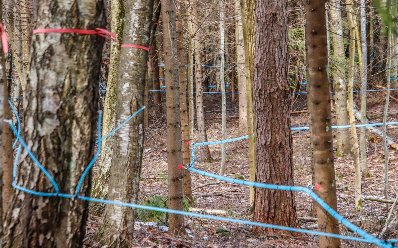 Kui vahtramahla korjatakse käsitsi, siis kasemahla kogumiseks on Kasevetekohina meestel paigaldatud vähemalt viie kilomeetri pikkune torustik. Anti Mõttus demonstreerib Kanadast pärit spetsiaalseid külmakindlaid ja toidukäitlemiseks mõeldud torusid, millega saab hõlpsasti koguda mitu tonni mahla. Mööda torusid jookseb mahl ühte kogumispunkti ehk pumplasse. Foto: AIGAR NAGEL
