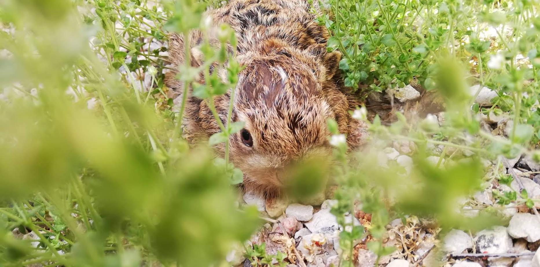 Möödunud neljapäeval leiti Võrumaal ühe koolimaja juurest neli jänesepoega, kelle saatus oli eilehommikuse seisuga veel lahtine. MTÜ Imeloomade Selts hinnangul võis pojad kooli juurde tuua emajänes, kes püüdis poegi kaitsta. Foto: ERAKOGU