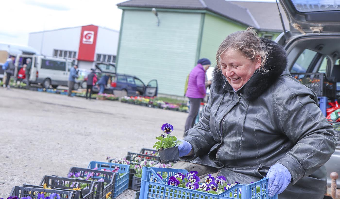 Irja OÜst Pihlamäe tegeleb peale lambakasvatuse taimekasvatusega juba Sõidukorras jalgratta sai kätte alates 60 eurost. Fotod: AIGAR NAGEL paarkümmend aastat. Ilusad võõrasemad maksavad 50 senti. FOTO: Aigar Nagel