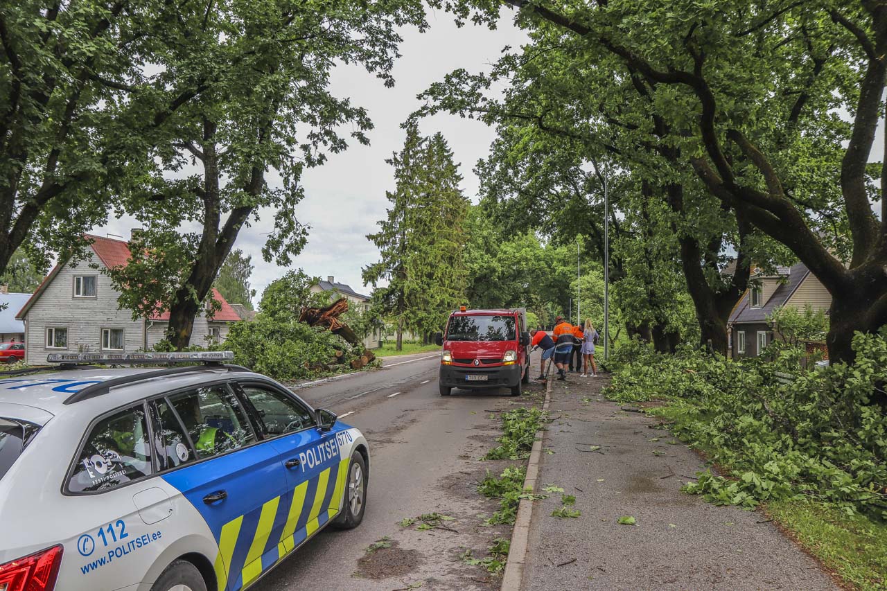 Kreutzwaldi 92 maja ees olev Tammepuu FOTOD: Aigar Nagel