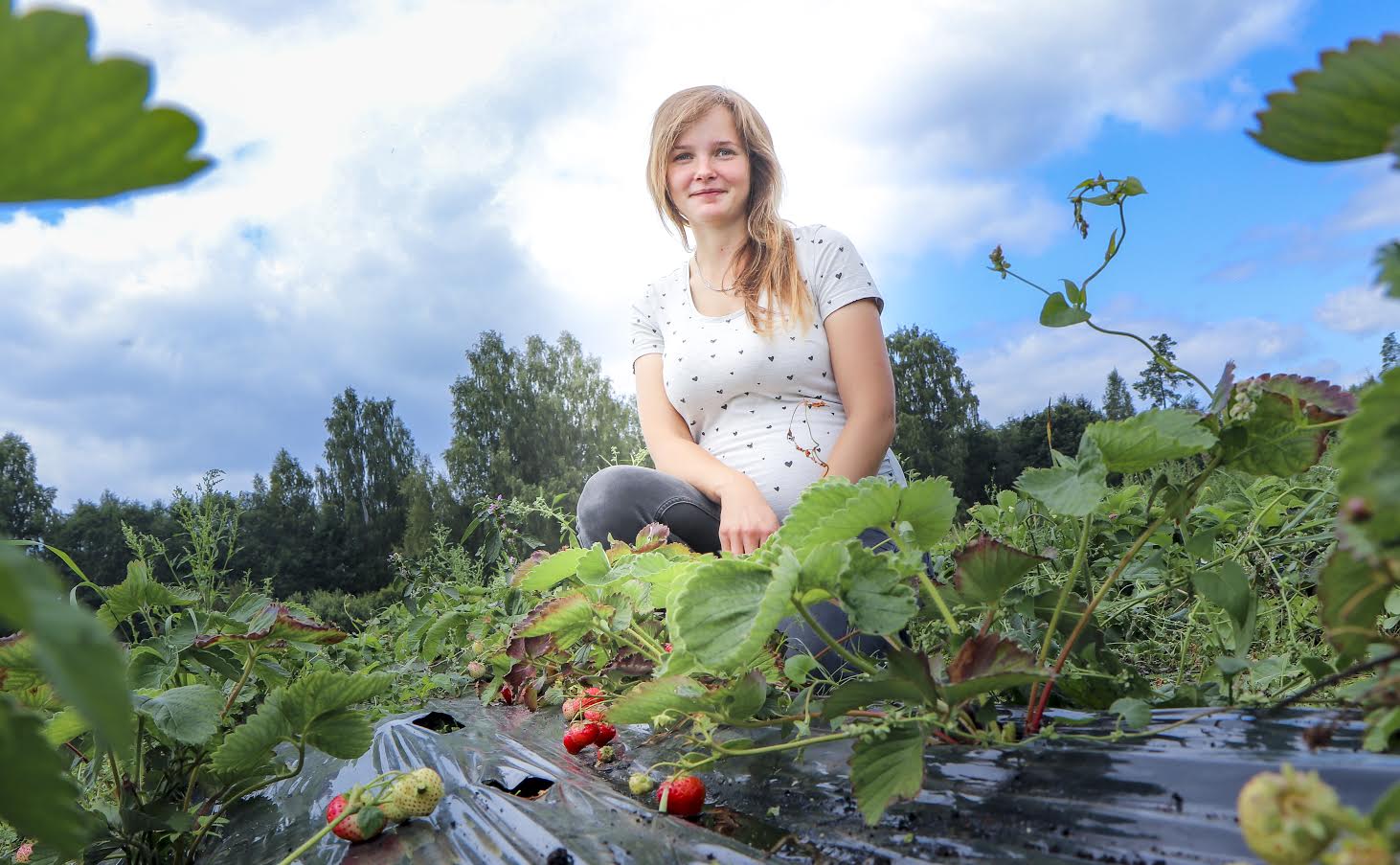 Uudismaa talu noor perenaine Egle Siffer demonstreerib oma põllul üht uuemat, kuid saagikat ja magusat sorti Sunsation, mille järelmaitse on lausa martsipanine. Samuti ütleb ta, et endiselt on Polka inimeste seas uute maasikasortide kõrval üks eelistatumaid. Foto: AIGAR NAGEL