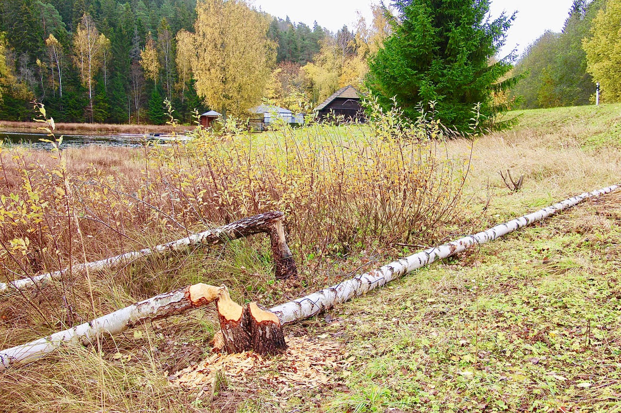 Nagu näha, meeldib kobrastele ka haavaga võrreldes kõva puu – kask. Fotod: KALEV ANNOM