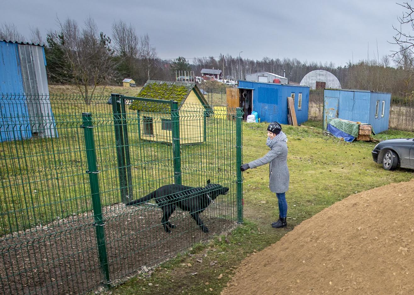 Koer Brenda leidsid ajateenijad metsast. Nüüd ootab ta oma päris kodu varjupaigas. Hästi elava loomuga ja rõõmsameelne koerake seltsib hästi inimestega. Kõrval on näha kruusahunnik, mis just Võru linna poolt maha kallati, et varjupaigas olevaid veelompideks muutunud kohti kuivemaks muuta saaks. Foto: AIGAR NAGEL