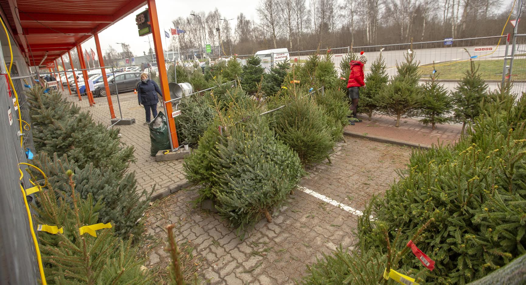 OÜ Artiston müüb Võrus jõulukuuski juba viiendat aastat. Maksimarketi kõrval olevat müügiplatsi väisates selgub, et kuuseostu ei tasu liialt edasi lükata. Kui sobiv puu leitud, võiks selle kohe koju viia, mitte oodata jõululaupäeva, sest siis ei pruugi väljavalitud kuuske enam saadaval olla. Foto: AIGAR NAGEL