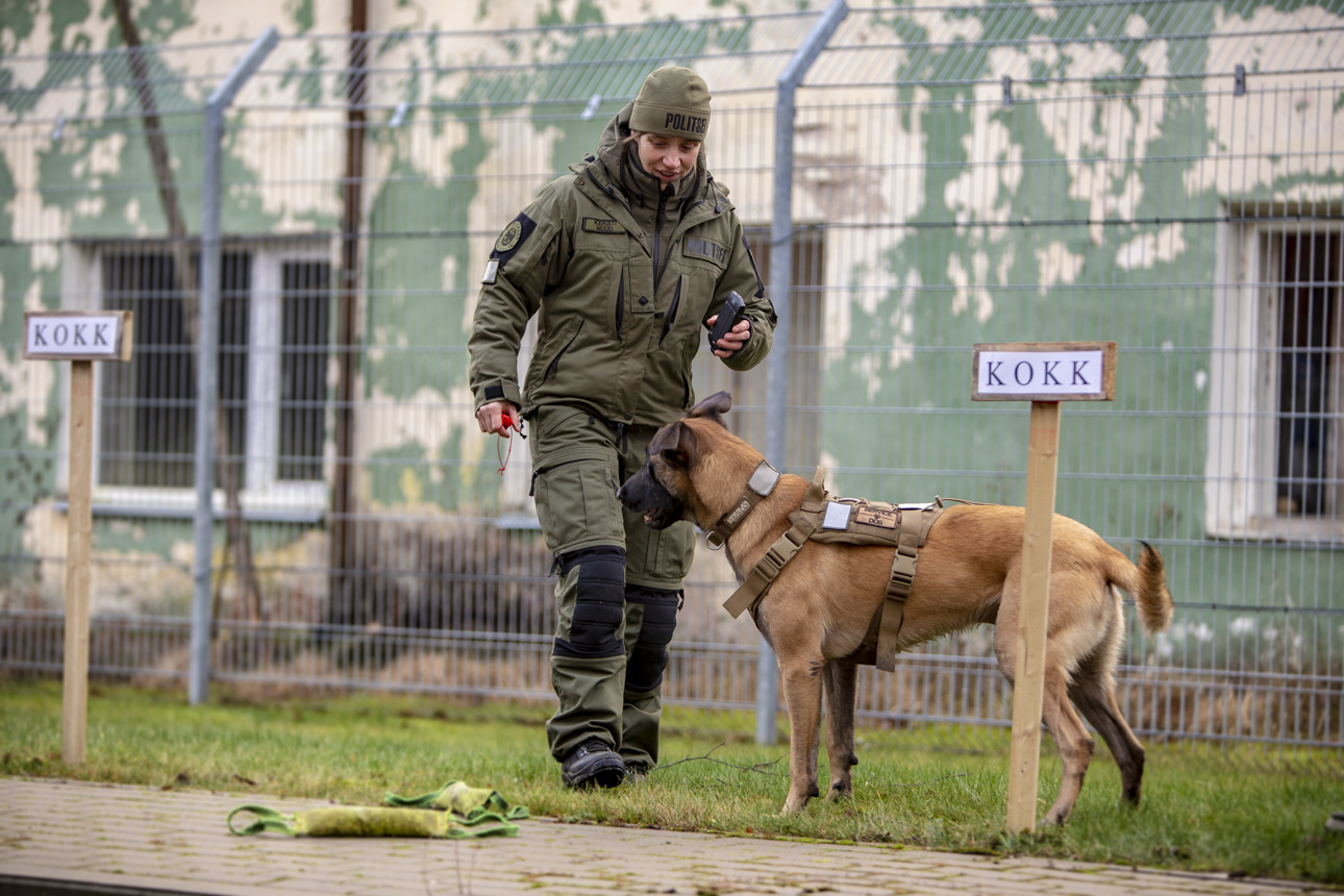 Napilt kaheaastane politsei teenistuskoer Ärni päästis reedel oma karjääri esimese elu. Ta leidis koos oma koerajuhi Kersti Nüüdiga kaduma läinud 92aastase Võru proua Helgi. FOTO: Aigar Nagel Napilt kaheaastane politsei teenistuskoer Ärni päästis reedel oma karjääri esimese elu. Ta leidis koos oma koerajuhi Kersti Nüüdiga kaduma läinud 92aastase Võru proua Helgi. FOTO: Aigar Nagel
