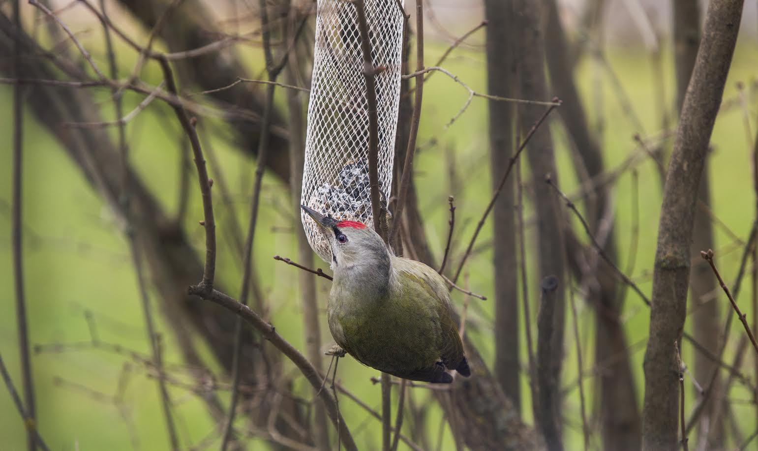 Hallrähn Võru linnas asuva maja õues toiduga maiustamas. Foto: AIGAR NAGEL Hallrähn Võru linnas asuva maja õues toiduga maiustamas. Foto: AIGAR NAGEL