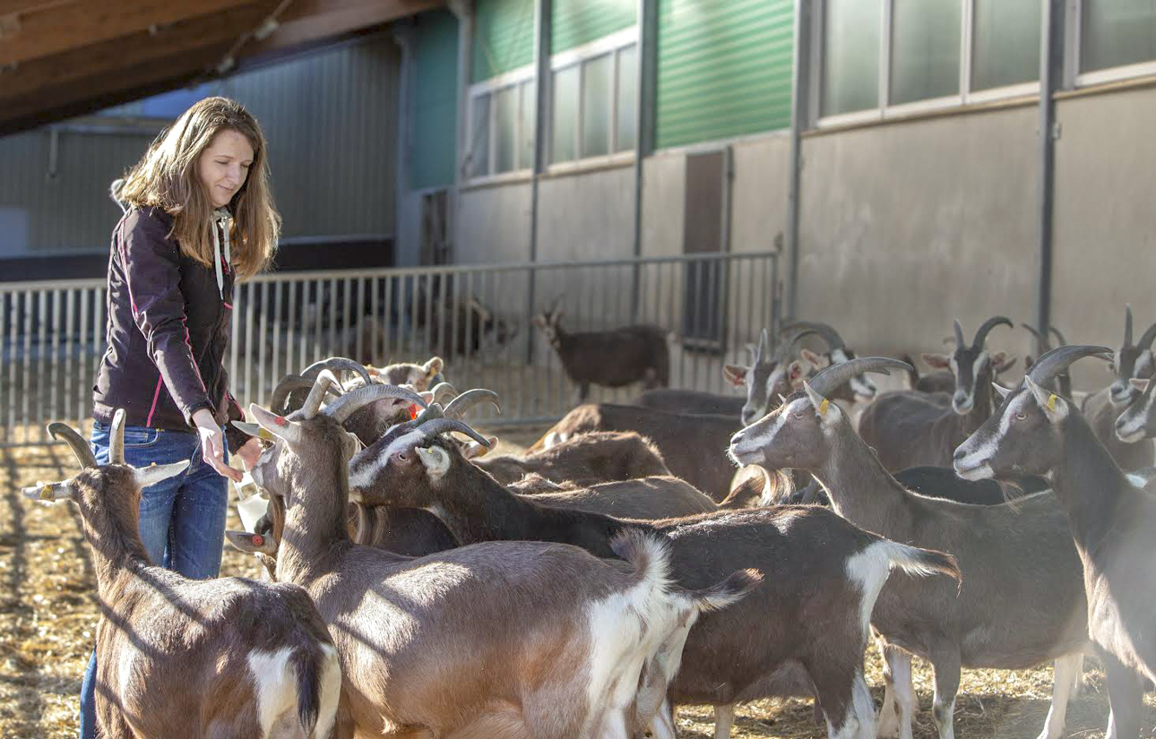 Andri-Peedo kitsetalu perenaise Linda Pajo sõnul pole neil siiani kütusenoolijatega probleeme olnud ja ei ole ka naabritelt kurtmist kuulnud. Foto: AIGAR NAGEL