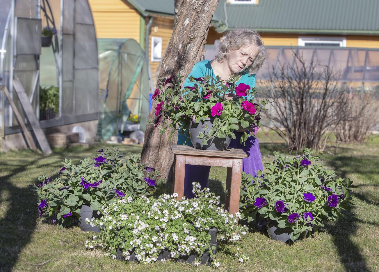 Malle Õiglane Toome talust on uhke oma viie kasvuhoone üle, kus praegu on väga ilus aeg, sest paljud lilled avavad oma õisi. Päevad mööduvad lillede eest hoolitsedes, sest vaja on kasta, korrastada ja jälle kasta, vahepeal saab tegeleda ka müügiga. Foto: AIGAR NAGEL