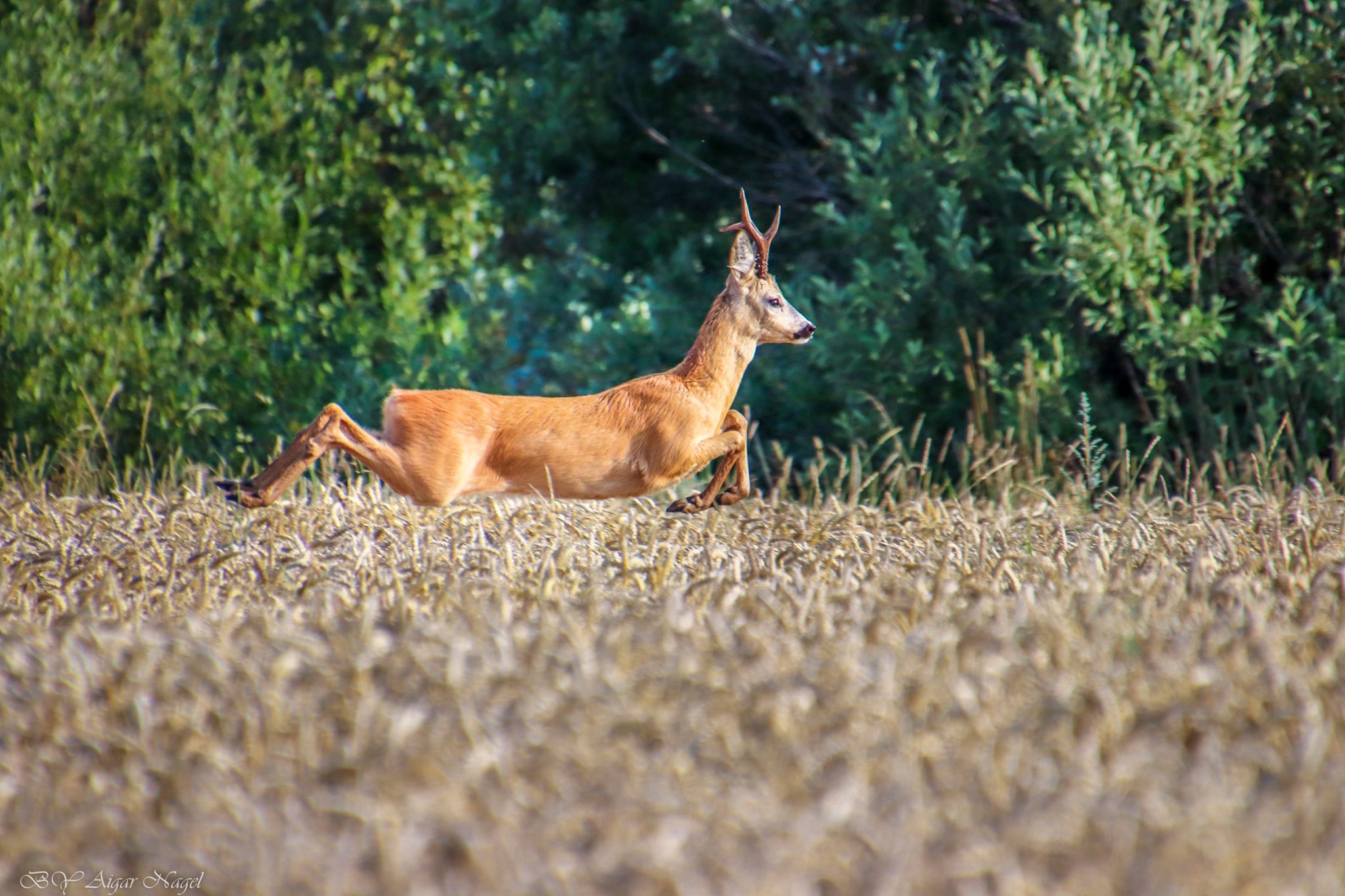 FOTO: Fotograaf Aigar Nagel