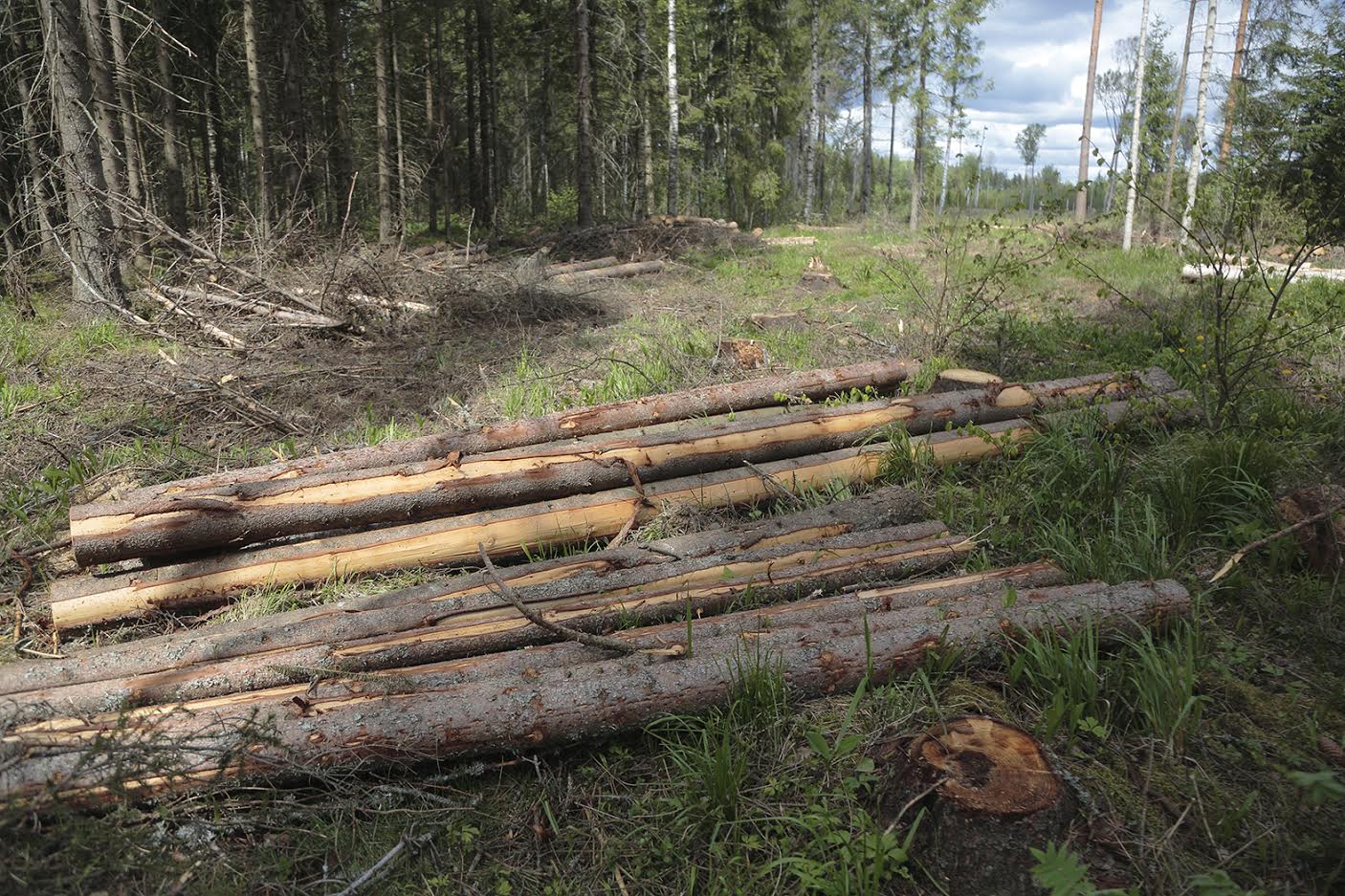 Üraskitõrje sanitaarraie ühe kuivanud puu juurde jõudmiseks on maha lõigatud hulganisti puid. Üraskitõrje sanitaarraie ühe kuivanud puu juurde jõudmiseks on maha lõigatud hulganisti puid.