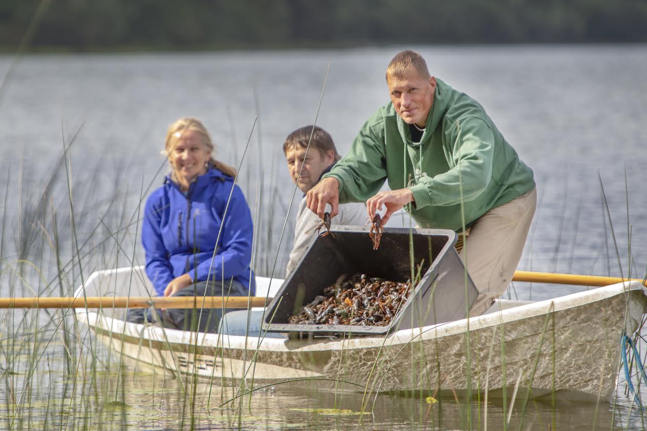 Eesti Maaülikooli vähimajanduse peaspetsialist Margo Hurt keskkonnaameti loal eile pärastlõunal vähke vette laskmas. Paadis jälgivad kogu protsessi keskkonnaameti kaitseplaneerimise büroo juhtivspetsialist Eleri Laidma ja Nõiariigi peremees Aivo Värton. Foto: AIGAR NAGEL