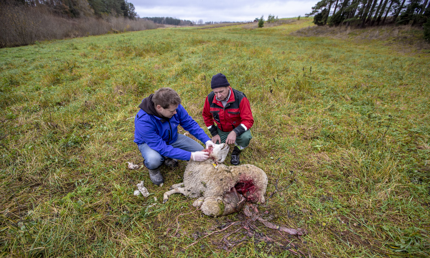 Mihhail Link (vasakult) koos keskkonnaameti spetsialisti Martti Kirotajaga teisipäeva pärastlõunal lambakarjale tekitatud kahjusid üle vaatamas. Foto: AIGAR NAGEL
