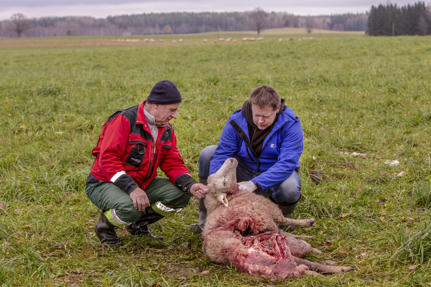 Mihhail Link (vasakult) koos keskkonnaameti spetsialisti Martti Kirotajaga teisipäeva pärastlõunal lambakarjale tekitatud kahjusid üle vaatamas. Foto: AIGAR NAGEL